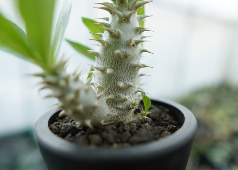 パキポディウム ホロンベンセ Pachypodium horombense No.13 |