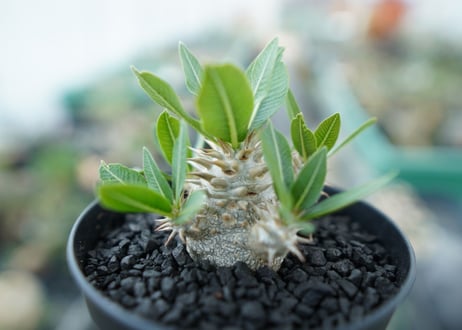 パキポディウム　恵比寿大黒　Pachypodium Densicaule　No.4