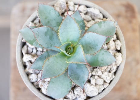 Agave guadalajarana Leon