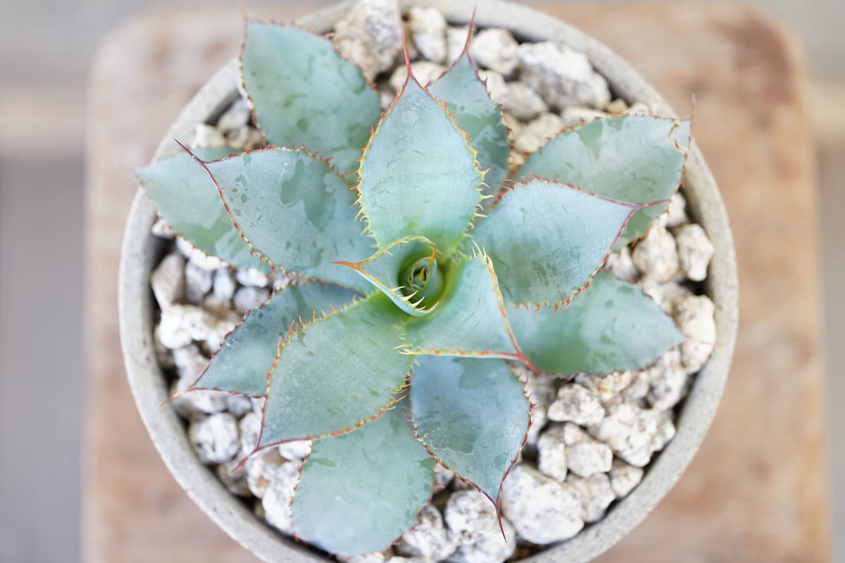 Agave guadalajarana Leon | mana's farm:塊根植物・アガベ