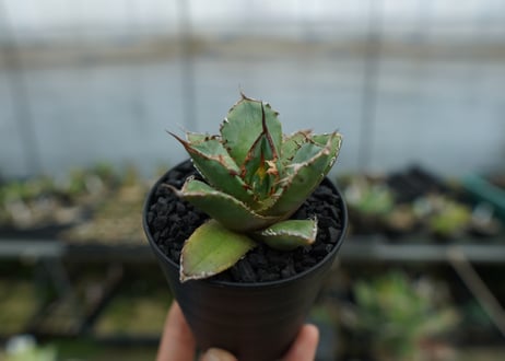 アガベ　チタノタ　FO-76 Agave titanota FO-76  No.3