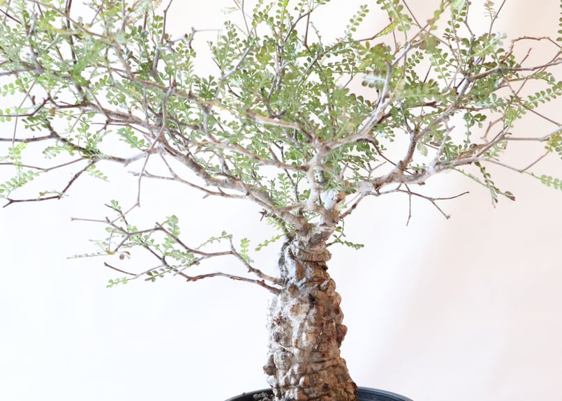 オペルクリカリア デカリー | mana's farm:塊根植物・アガベ