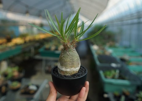 パキポディウム　グラキリス　 Pachypodium Gracilius  No.8