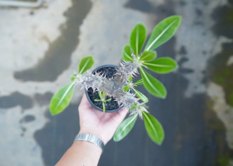 パキポディウム　デンシフローラム　Pachypodium densiflorum　No.6