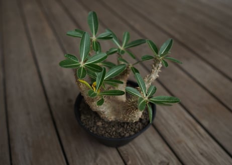 パキポディウム　デンシフローラム　Pachypodium densiflorum