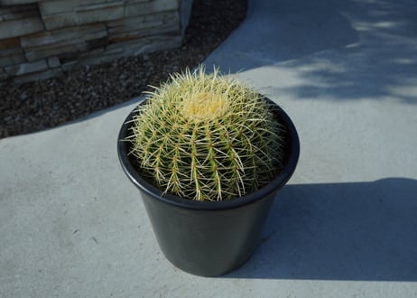 金鯱　Echinocactus grusonii No.2
