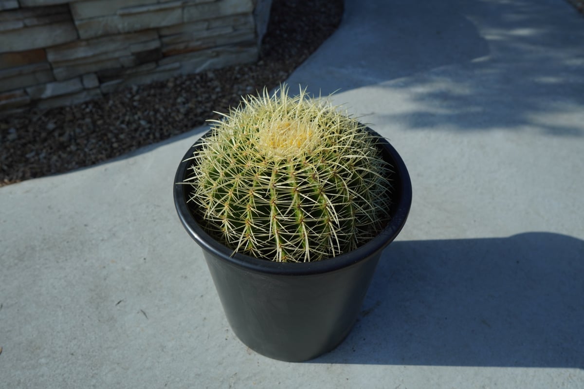 金鯱　Echinocactus grusonii No.2