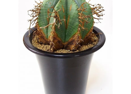 Euphorbia valida ユーフォルビア・バリダ