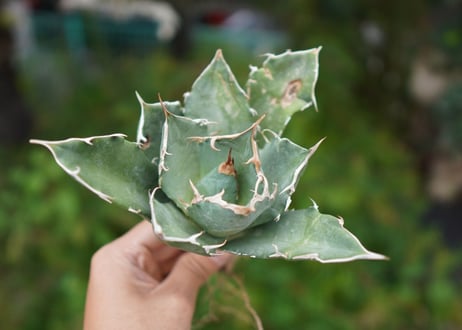 Agave titanota 白鯨 B NO.1