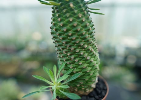 ユーフォルビア　ソテツキリン "パイナップルコーン"　Euphorbia sotetsukirin  No.5