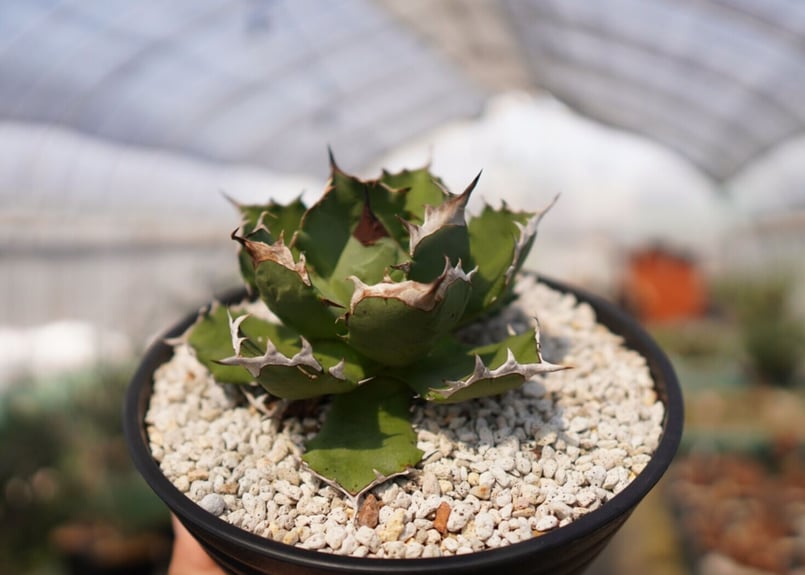 アガベ　チタノタ　US DWARF　中株　子株2個付き アガベ チタノタ US DWARF 中株 子株2個付き AGAVE TITANOTA US