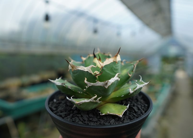 アガベ チタノタ 鬼爪雪峰 Agave titanota “Onitsume Yukimin
