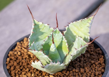 ソウラボx マナズファーム Kabusemono アガベ 4周年 限定品 ソウラボx