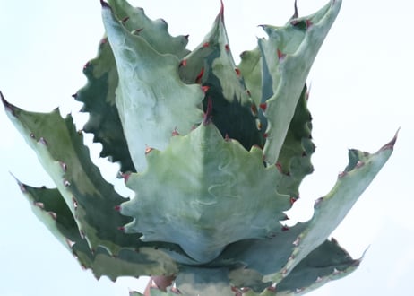 Agave colorata