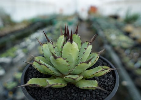 アガベ　マクロアカンサ×ポタトラム　 Agave macroacantha×potatorum　No.6
