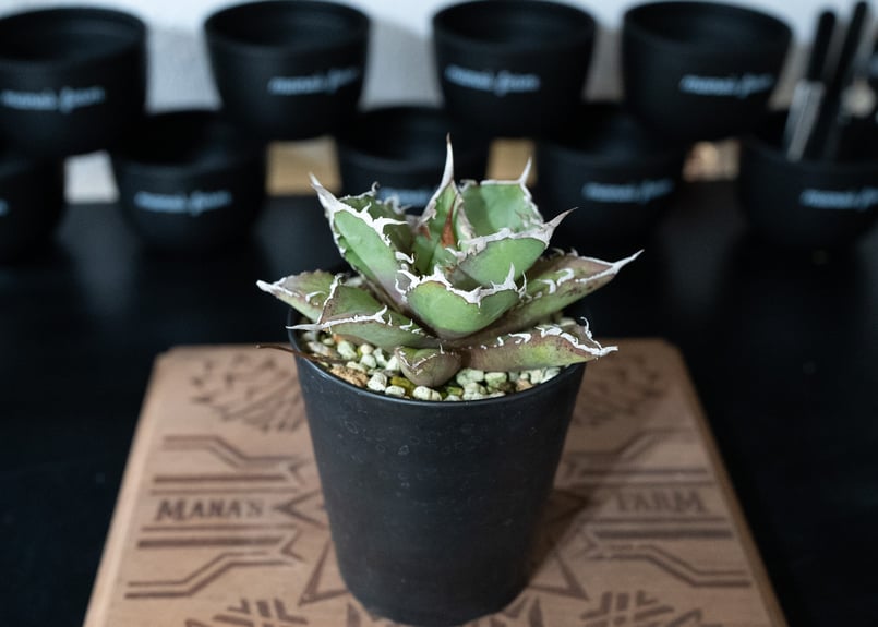 アガベ チタノタ FO76 沖縄管理株 | mana's farm:塊根植物・アガベ