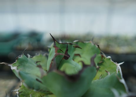 アガベ　チタノタ　黒鯨　Agave titanota black whales　No.3