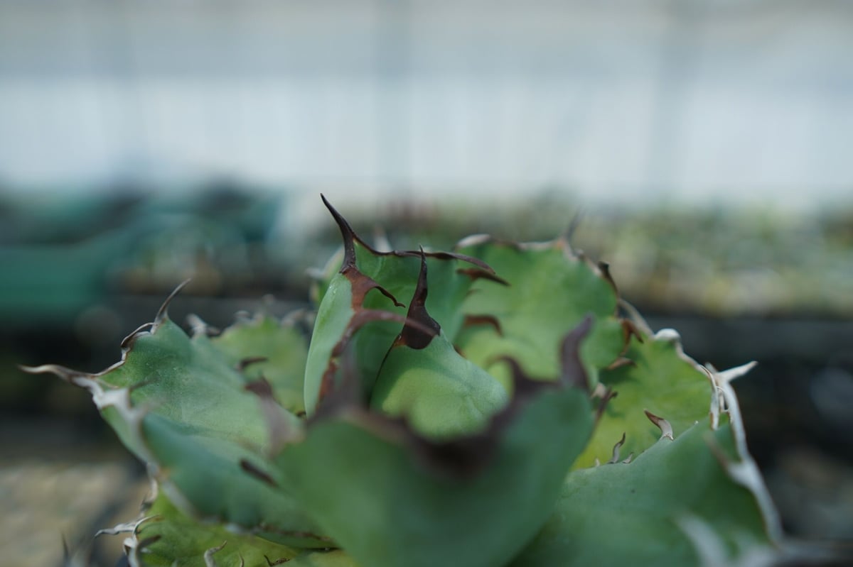 アガベ チタノタ 黒鯨 Agave titanota black whales No.3 | アガベ チタノタ 黒鯨 Agave titanota black whales No.3 |