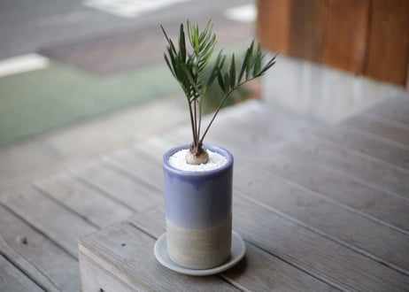 ザミア フロリダーナ　Zamia floridana