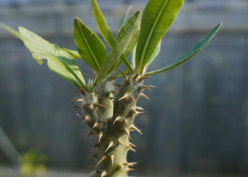 Pachypodium horombense パキポディウム　ホロンベ パキポディウム ホロンベンセ / Pachypodium horombense #1 | Du