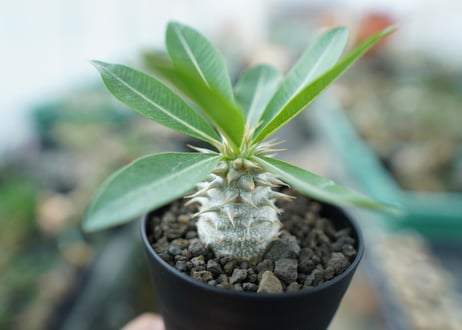 パキポディウム　デンシフローラム Pachypodium densiflorum