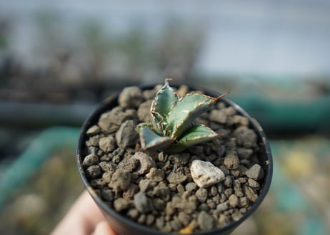 カキコアガベ　チタノタ　FO-76　agave titanota  FO-76　子株　A13