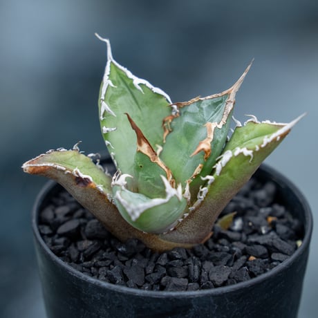 FO76 Truman アガベ アガベ・Fo-76 NONAME「t-2」 | trigger