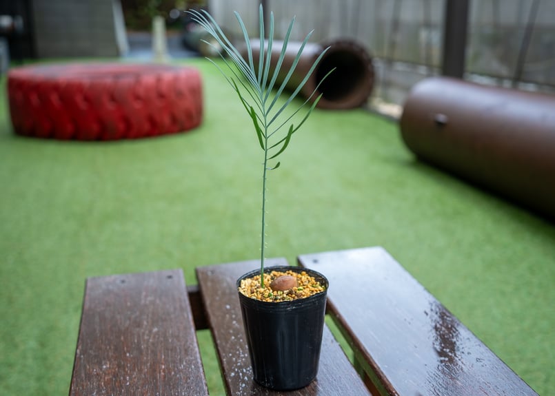 11/5まで販売 1 サイカス カイルンシアナ 赤肌 オーストラリア産 スーパードワーフ スーパーブルー サイカス カイルンシアナ 赤肌 特選1