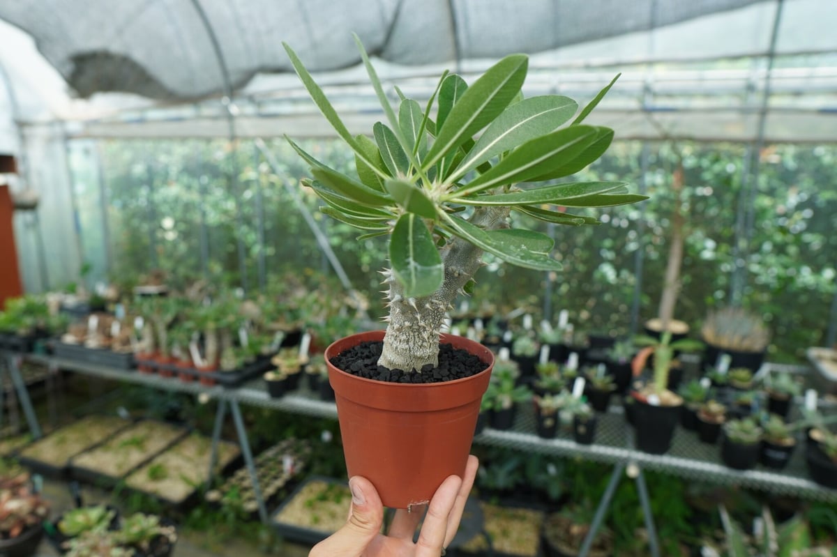 パキポディウム デンシフローラム Pachypodium densiflorum No.2 |