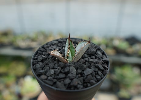 アガベ　チタノタ　ライオンズメーン　Agave titanota Lion's Mane  No.1