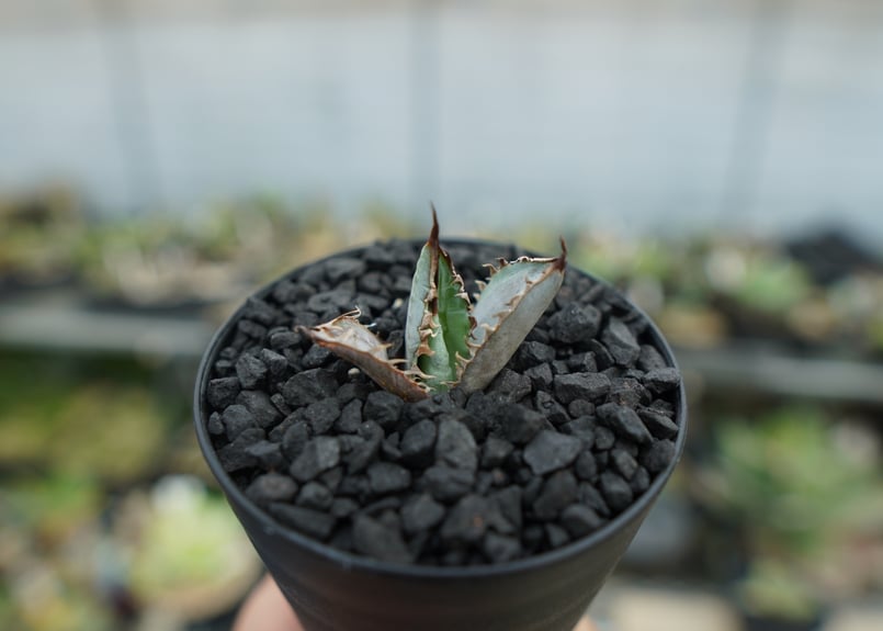 アガベ　ライオンズメーン アガベ チタノタ ライオンズメーン No.1 | Agave Rocon