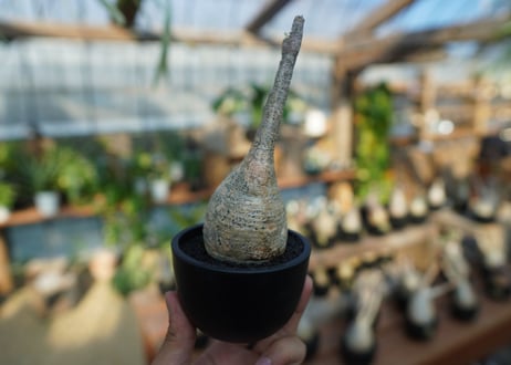 【未発根】パキポディウム　グラキリス　 Pachypodium Gracilius  No.4