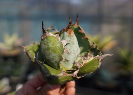 agave　titanota　ブラックアンドブルー　No.11