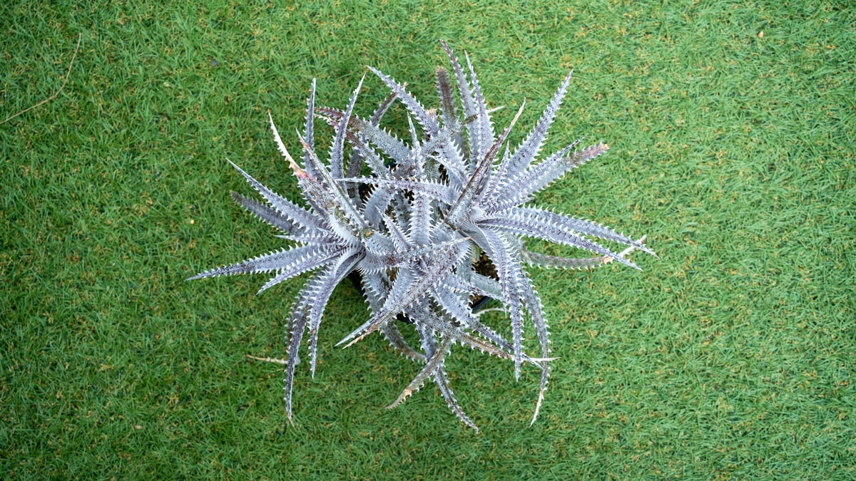 ディッキア Dyckia ‘Anne' original Richard Kaz ディッキア成長記録：Dyckia 'Richard Kaz' hyb.編 | Dyckia Maniax