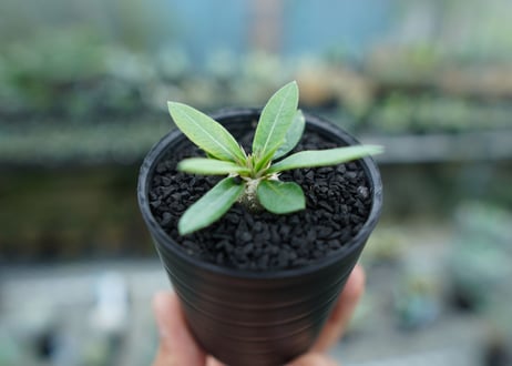 パキポディウム　恵比寿笑い　Pachypodium brevicaule　No.7