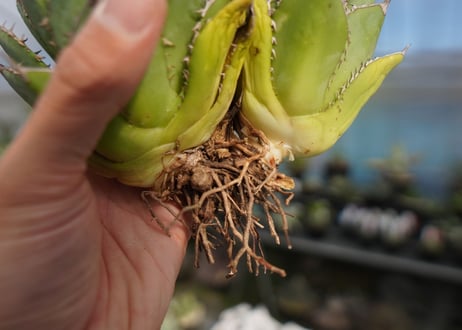agave titanota 剣竜　No.4