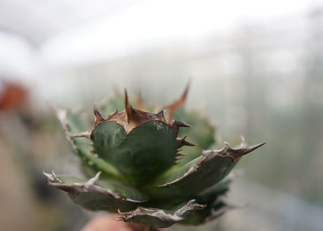 Agave titanota FO-76  F NO.4