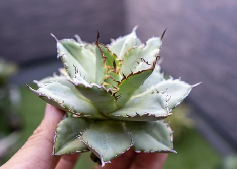 Agave titanota Flligree NO.3