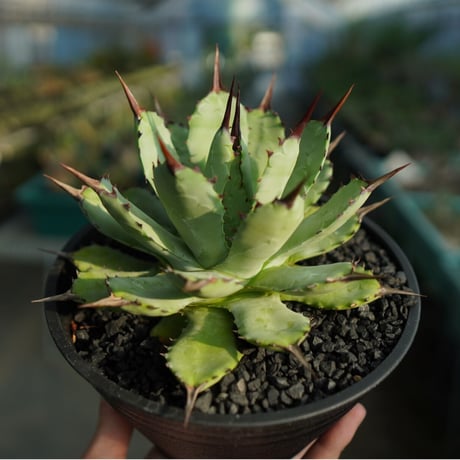 Agave potatorum✖️macroacantha【hybrid】　233 Agave potatorum✖️macroacantha【hybrid】 233