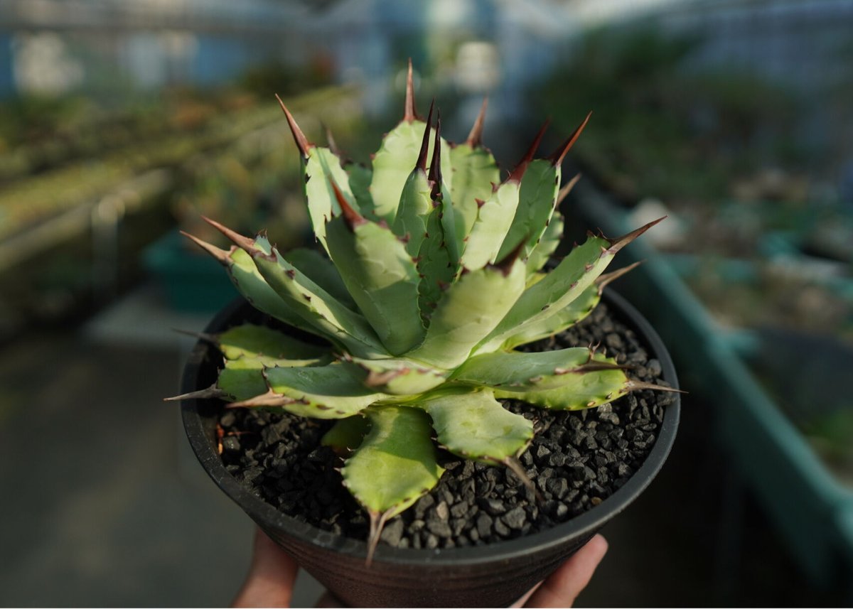 【アガベ】マクロアカンサ　超大株 アガベ マクロアカンサ×ポタトラム Agave macroacantha×potatorum