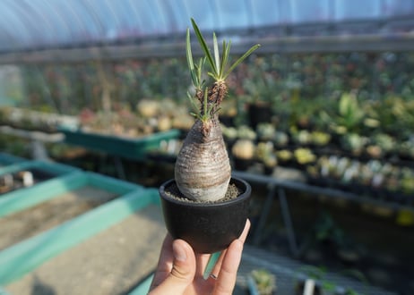 パキポディウム　グラキリス　 Pachypodium Gracilius  No.7