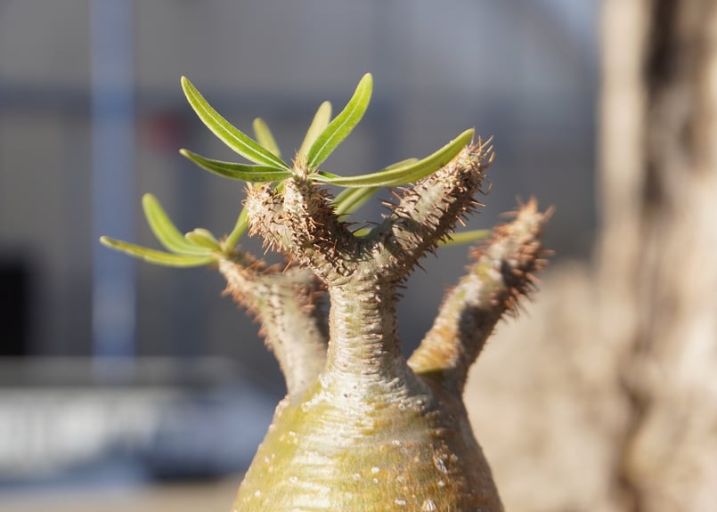 パキポディウム グラキリス No.1 | mana's farm:塊根植物・アガベ