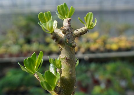 チレコドン　パニキュラータス　Tylecodon paniculatus