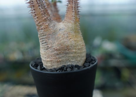パキポディウム　グラキリス　Pachypodium gracilius　No.5
