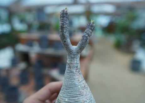 【抜き苗】パキポディウム　グラキリス　 Pachypodium Gracilius  No.8