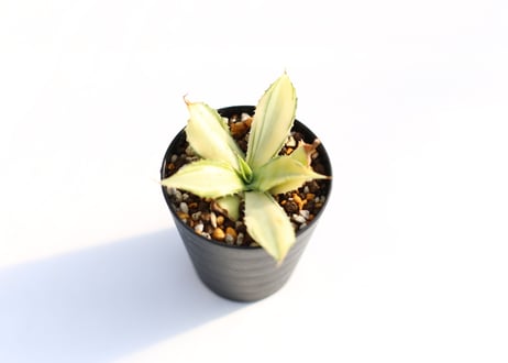 Agave  楊貴妃　№３