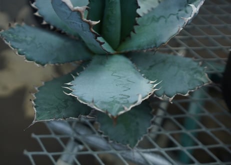 Agave titanota Lion's Mane
