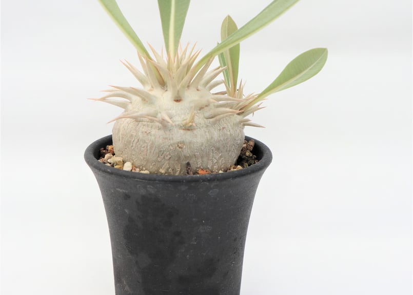 パキポディウム エブレネウム 国内実生 №5 | mana's farm:塊根植物