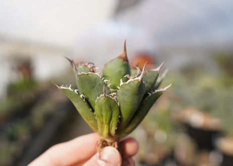 agave titanota FO-76  No.14