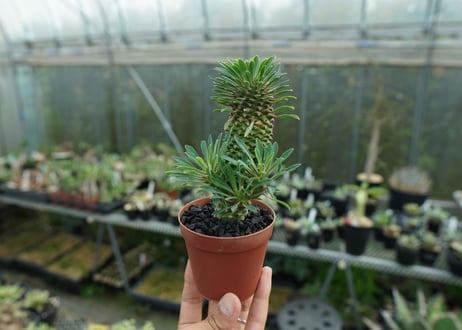 ユーフォルビア　ソテツキリン "パイナップルコーン"　Euphorbia sotetsukirin  No.2